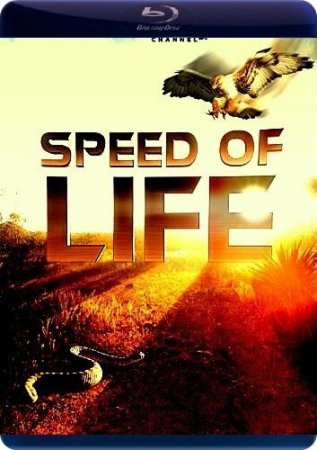 Скорость жизни / Speed of Life (2010)